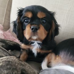 Boy 1 - Black and tan Cavalier King Charles Spaniel puppy in Altoona, Iowa from Pugs, Frugs and Frenchies