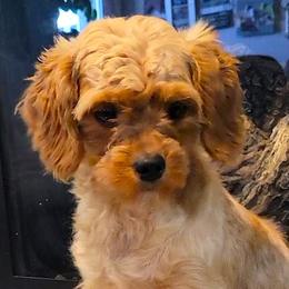 Ivy - Cavapoo