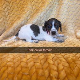 Light, pink collar, female - Piebald male Dachshund puppy in Brevard, North Carolina from Morgan’s Dachshund’s & Aussies