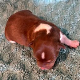 Laverne - White, chocolate and tan female Rat Terrier puppy in Savoy, Texas from Rockin EZ Rat Terriers