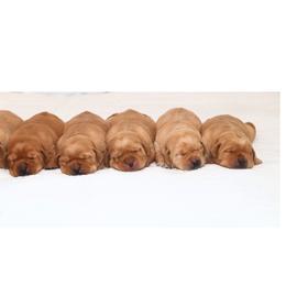 Labrador Retriever Puppies from Briar Hill Labradors