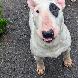 Stuart - Bull Terrier