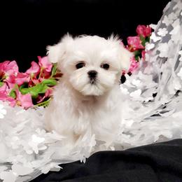 Boy 1 - White and lemon male Maltese puppy in Fresno, California from Soua's Pups