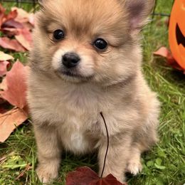Pomeranians from Jillian's Poms