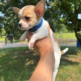 Dark blue male - Black sabled fawn male Chihuahua puppy in Isanti, Minnesota from Happy Little Chihuahuas