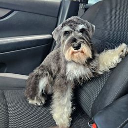 Lana - Miniature Schnauzer