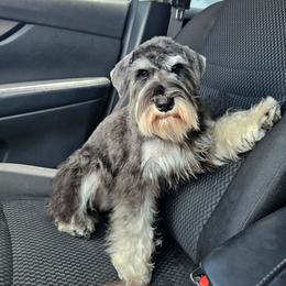 Lana - Miniature Schnauzer