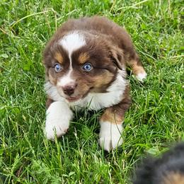 Rose - Red tri female Miniature Australian Shepherd puppy in Sw, Wisconsin from Driftless Australian Shepherds