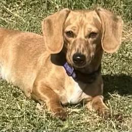 Lily - Dachshund
