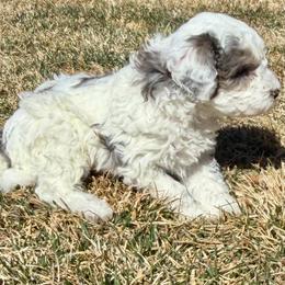 River - Grey and white male Bernedoodle puppy in Larimer County, Colorado from Puppy Love Doodles