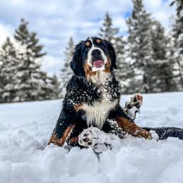 Brielle - Bernese Mountain Dog