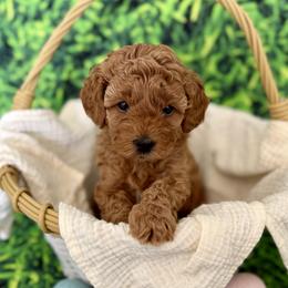 Goldendoodles from Luna & Willow Goldendoodle Paws 🐾