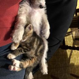 Wire Fox Terrier Puppies from Lyndon Meadow Farm