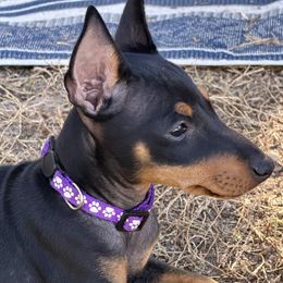 Girl 1 - female Manchester Terrier puppy in Tampa, Florida from Belev Itornot Manchester Terriers