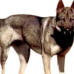 Belgian Malinois and German Shepherds from Laeknir K9