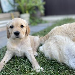 Golden Retriever Puppies from Upper Park Goldens