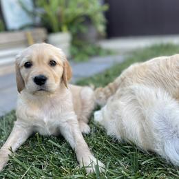 Golden Retriever Puppies from Upper Park Goldens
