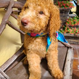 HARLEY - Caramel red Labradoodle puppy in Florida from 7 Puppies