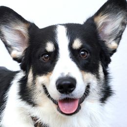 Baggins - Pembroke Welsh Corgi