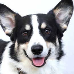 Baggins - Pembroke Welsh Corgi