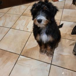 Bernedoodle Puppies from Mountainside Puppies