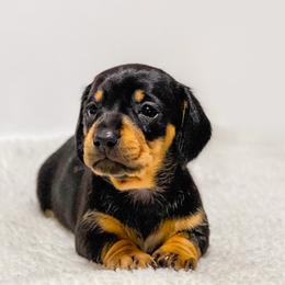 Girl smooth AKC - Black and tan female Dachshund puppy in Denton County, Texas from T/K Jack Russell Terriers & Dryline Dachshunds