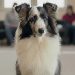 Paris - Shetland Sheepdog