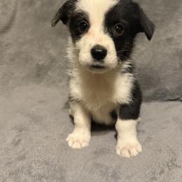 Athena - Black and white female Cardigan Welsh Corgi puppy in Madera Acres, California from All Star Corgis