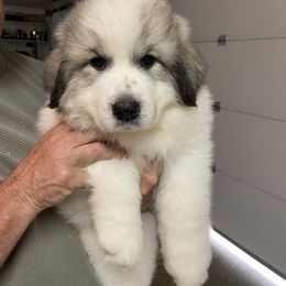 Great Pyrenees Puppies from Sugar Pine Pyrenees