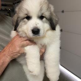 Great Pyrenees Puppies from Sugar Pine Pyrenees
