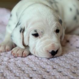 Female 1 - White and black female Dalmatian puppy in Lake Mathews, California from Bully Market