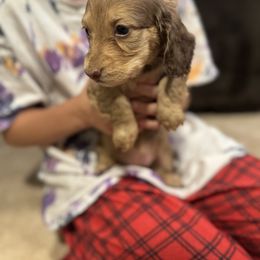 Dachshund and Pembroke Welsh Corgi Puppies from Three K Miniature Dachshunds