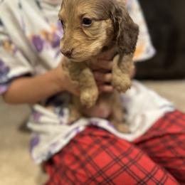 Dachshund and Pembroke Welsh Corgi Puppies from Three K Miniature Dachshunds