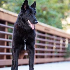 Belgian Sheepdog All Grown Up from Isengard