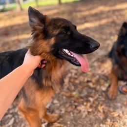 Voodoo - Black and red female German Shepherd puppy in Perrysburg, Ohio from Fancy GSDs LLC