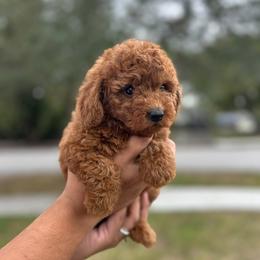Princess - Red  female Goldendoodle puppy in Palmetto Bay, Florida from SOMIDOODLES