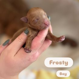 Frosty - Apricot male Cavapoo puppy in Sugar City, Idaho from Taylor's Cavapoos