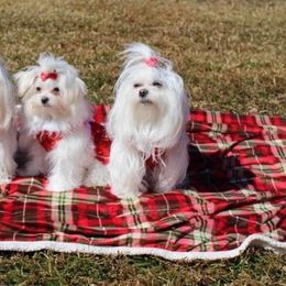 Maltese from Maltese Babies in Louisiana