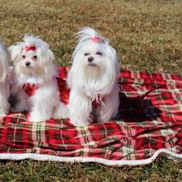 Maltese from Maltese Babies in Louisiana