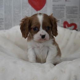 Carter - Blenheim male Cavalier King Charles Spaniel puppy in Lula, Georgia from Cavaliers by Crumley