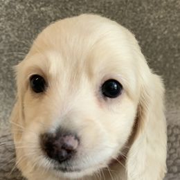 Giselle-AKC - Cream female Dachshund puppy in Bakersfield, Missouri from Hocomo Hollow Doxies