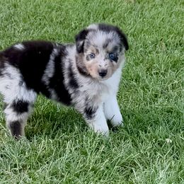 Kaylee - Blue merle female Australian Shepherd puppy in Mount Vernon, Texas from RJ's Aussie Posse