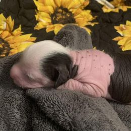 Chinese Crested Puppies from Chinese Crested
