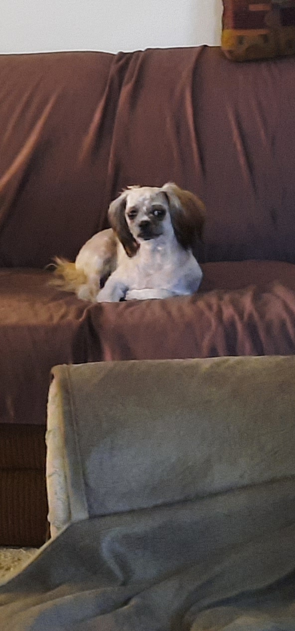 Katrina - Shih Tzu