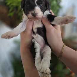 Maizie - Chocolate female Goldendoodle puppy in Decatur, Tennessee from Diamond's Doodles