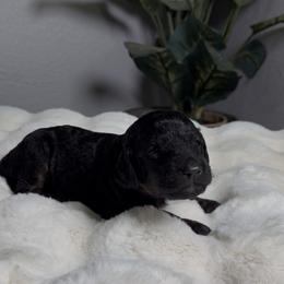 Girl 1 - Black female Goldendoodle puppy in Goodyear, Arizona from AZ Royal Doxies llc