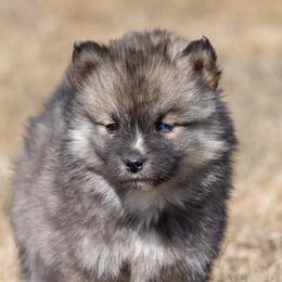 Pomsky Puppies from New World Pomskies