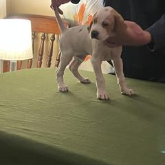 Pointer Puppies from Lake Effect