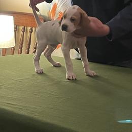 Pointer Puppies from Lake Effect