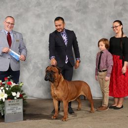 Merlot - Red Bullmastiff puppy in San Antonio, Texas from Reigning Rose Bullmastiffs